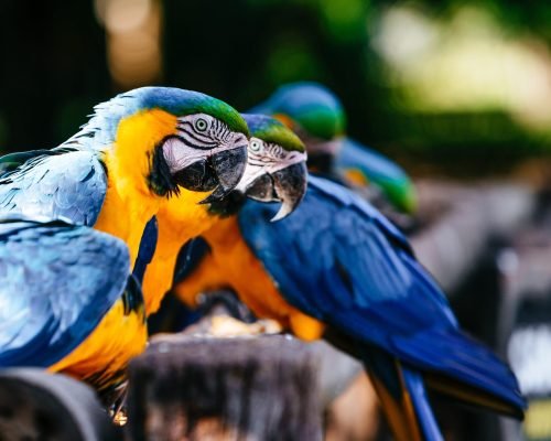 A closeup of Macaws under the sunlight with greenery on the blurry background
