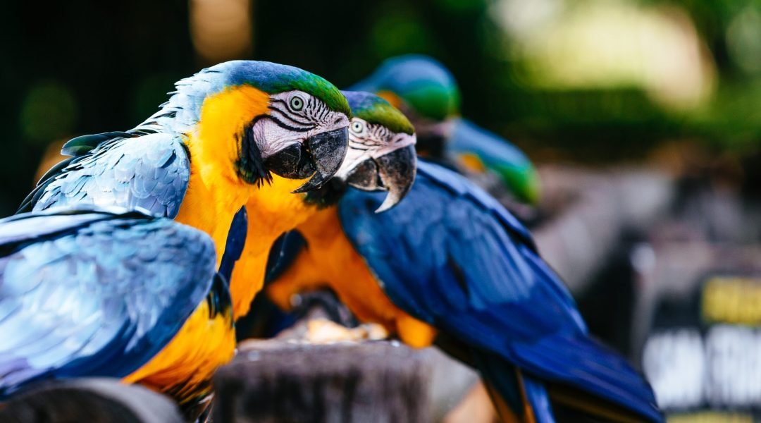 A closeup of Macaws under the sunlight with greenery on the blurry background